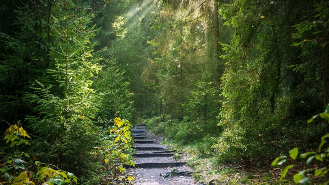 IL BAGNO NELLA FORESTA: UN TOCCASANA PER IL NOSTRO CORPO